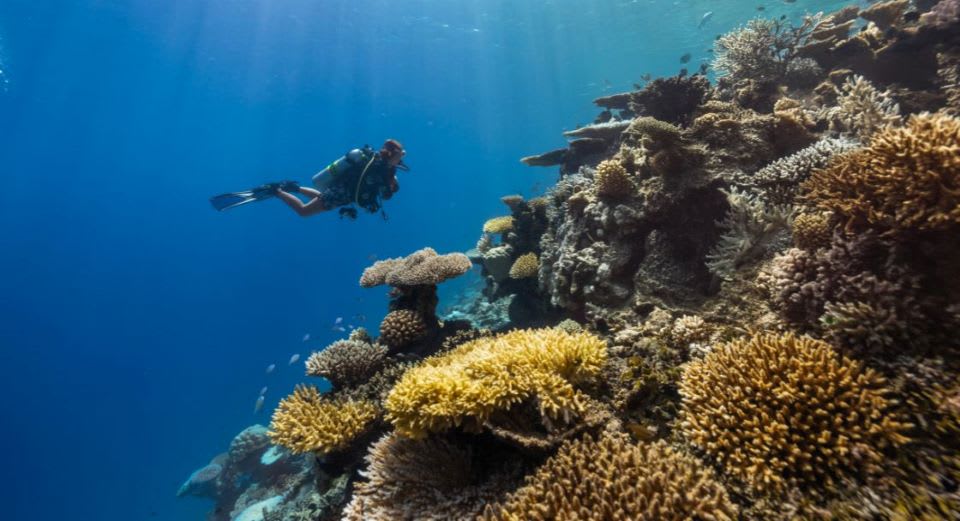 House Reef Snorkeling